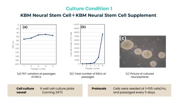 Graphs showing population doubling time and total cell number of neural stem cells across passages, and a microscope image of neurospheres.