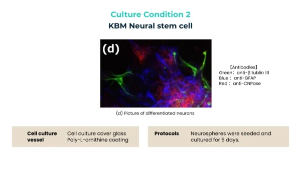 Immunofluorescence image of differentiated neurons stained green, blue, and red, cultured on a coated glass surface.