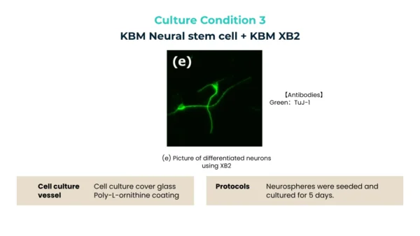 Fluorescence image of neurons expressing TuJ-1 marker, cultured with KBM Neural Stem Cell medium and XB2.