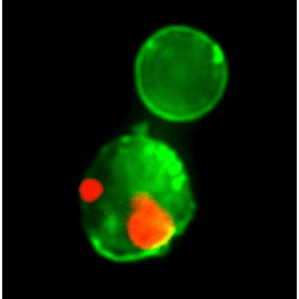 CF®488A Annexin V and 7-AAD Apoptosis Kit - Image 2