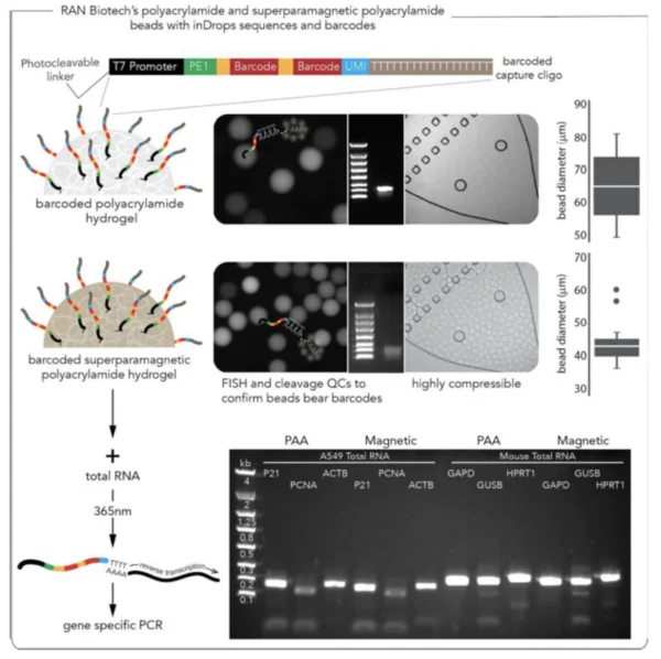 Workflow diagram of RAN Biotech's barcoded polyacrylamide and superparamagnetic hydrogel beads with inDrops-compatible barcodes. Shows barcode design, FISH validation, bead size distribution, RNA capture, photocleavage at 365 nm, and RT-PCR results comparing polyacrylamide and magnetic beads.