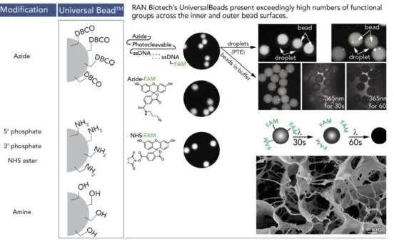 Diagram showing RAN Biotech UniversalBeads™ functionalized with azide, amine, phosphate, and NHS ester groups for molecular attachment. Includes fluorescence microscopy of azide-FAM and NHS-FAM labeled beads, droplet formation using PTE, and UV photocleavage kinetics at 365 nm. SEM image highlights internal porous structure of hydrogel bead.