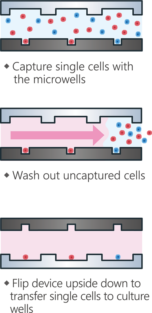 創新的單細胞培養