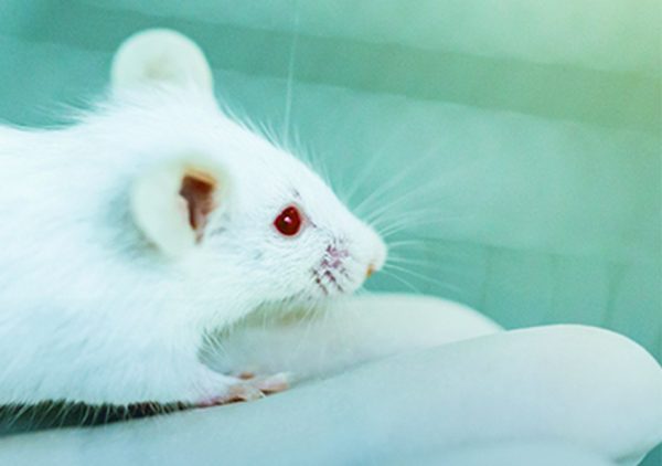GERM-FREE MICE