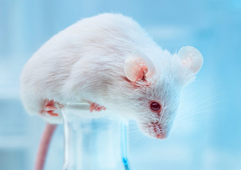 Hyperuricemia Mouse Models