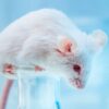 Non-Alcoholic Steatohepatitis (NASH) Mouse Models