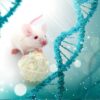 Spontaneous Tumor Models