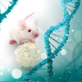 Humanized Immune System Models