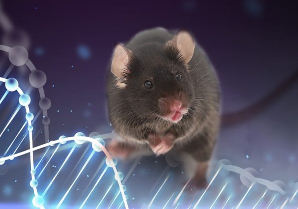 The Wild Mouse Project