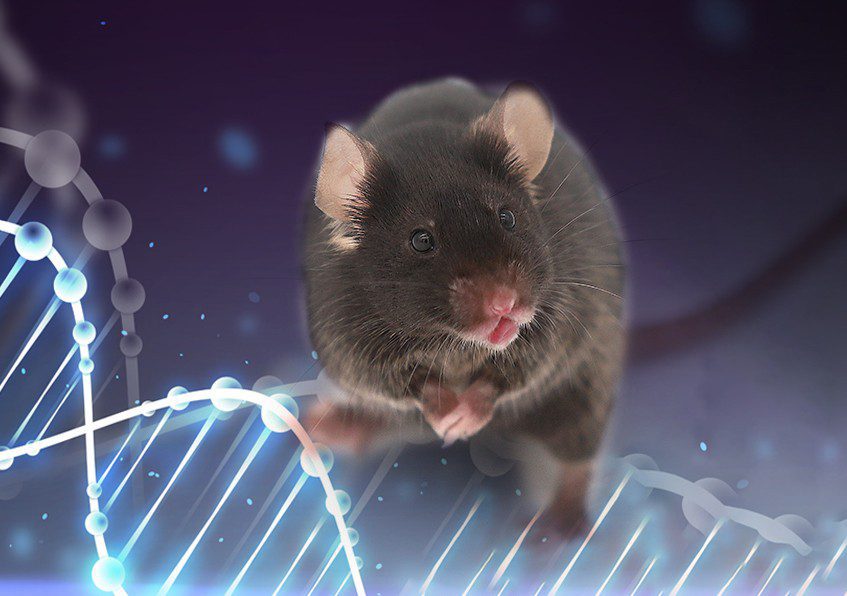 The Wild Mouse Project