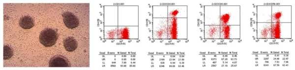 Recombinant Human Serum Albumin from Rice Grain - Image 5