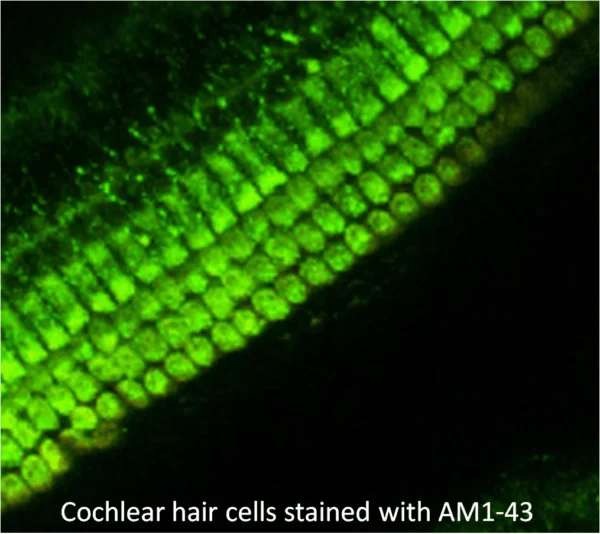 AM2-10 - Image 6