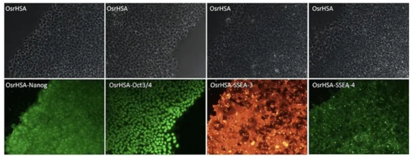 Recombinant Human Serum Albumin from Rice Grain - Image 7
