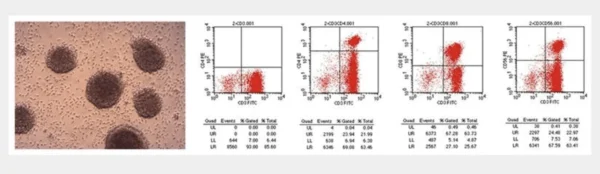Recombinant Human Serum Albumin from Rice Grain - Image 8