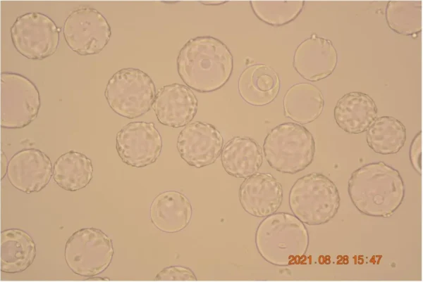 Bioprocess CellDex Flake Microcarrier - Image 9