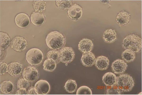 Bioprocess CellDex Flake Microcarrier - Image 7