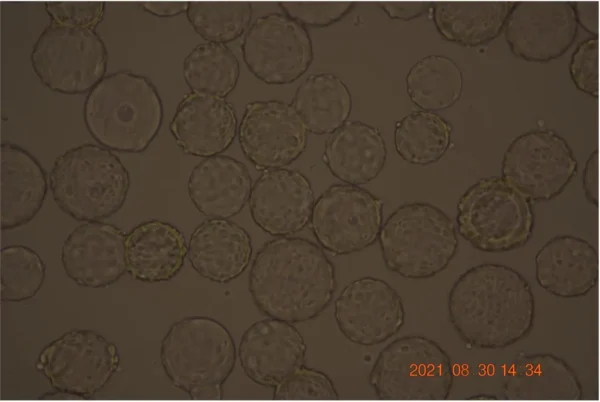 Bioprocess CellDex Flake Microcarrier - Image 8