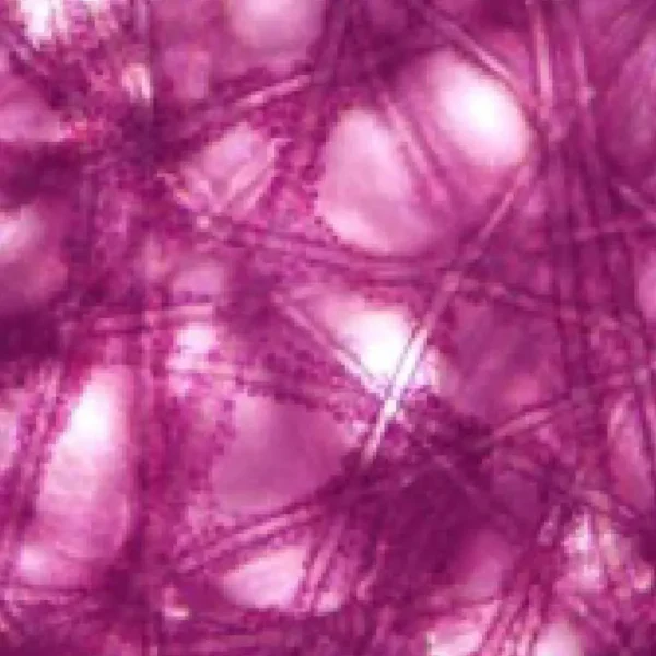 Bioprocess CellDex Flake Microcarrier - Image 4