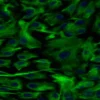 Cryopreserved Human Non-Parenchymal cells