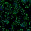 Human iPSC-derived Keratinocytes (Caucasian, 1M cells), 0.5 mL