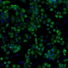 Human iPSC-derived Keratinocytes (Caucasian, 1M cells), 0.5 mL