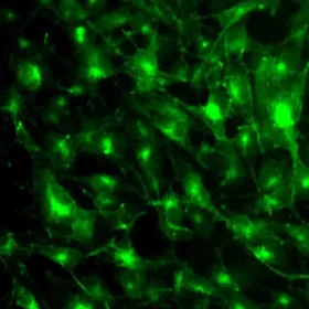 Human iPSC-derived Melanocytes (Albino, 1M cells)  + PhenoCULT®-MEL Culture medium