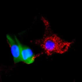 Human iPSC-derived Melanocytes (Cau, Afr, As, 1M cells) 0.5 mL