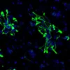 Human iPSC-derived Neural Progenitor cells (Caucasian, 1M cells)0.5 mL