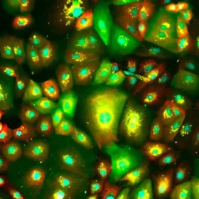 Human iPSC-derived Sebocytes (Cau, Afr, As, 2M cells) 0.5 mL