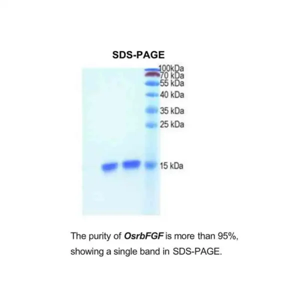 Recombinant Human Basic Fibroblast Growth Factor (OsrhbFGF) - Image 2
