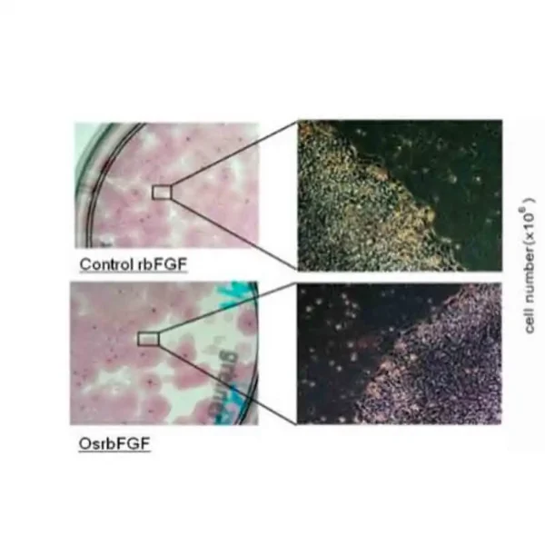 Recombinant Human Basic Fibroblast Growth Factor (OsrhbFGF) - Image 6
