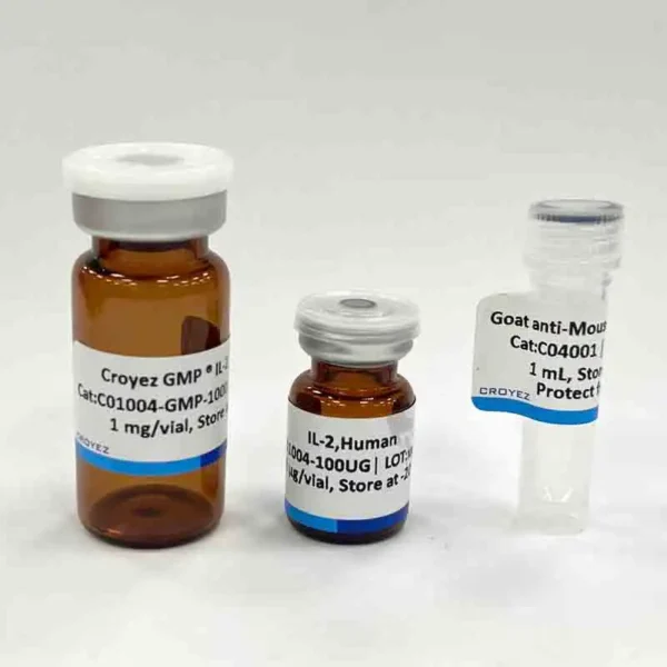 FGF-3, Human
