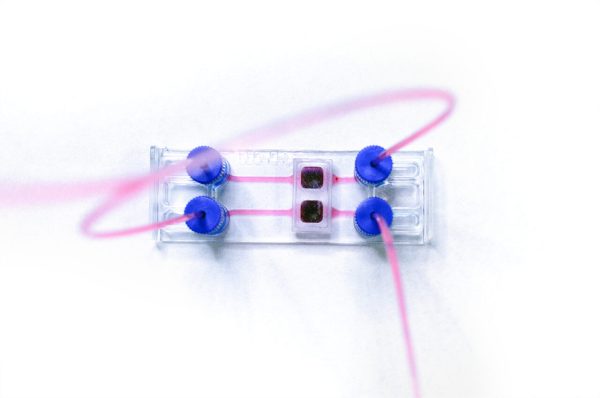 BEOnChip Transflow Standard Microfluidic Co-Culture Device For ALI Culture - Image 4