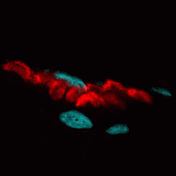 α-Bungarotoxin, CF® Dye and Other Conjugates - Image 2
