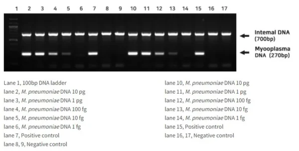 HiSense™ Mycoplasma PCR Detection Kit - Image 2