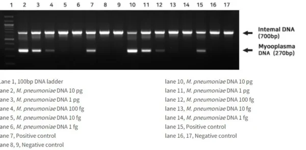 BioMycoX Mycoplasma PCR Detection Premix Kit - Image 2
