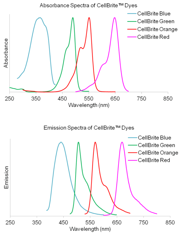 CellBrite™ Cytoplasmic Membrane Dyes - Image 2
