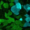 Calcein AM Cell Viability Assay Kit - Image 4