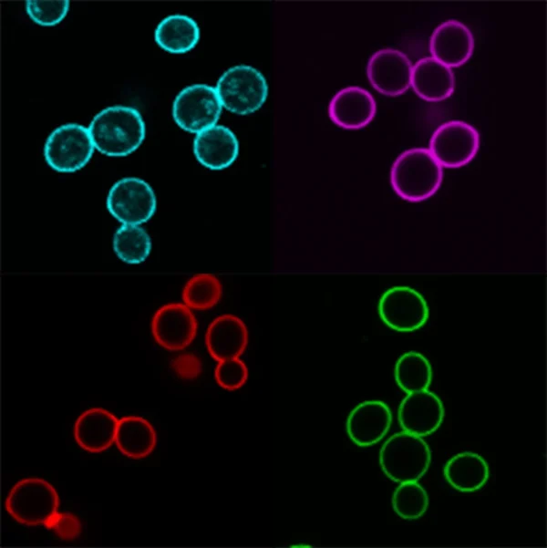 Concanavalin A (Con A) CF® Dye Conjugates - Image 2