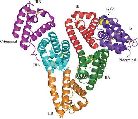 3D structure of Albumin
