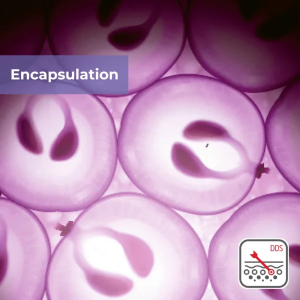 Deep Delivery Nanovesicle (DDS) Resveratrol - Image 7
