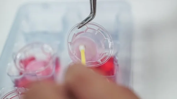 3D Printed ASIAN human epidermal keratinocytes (For in-vitro) - Image 3