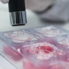 3D Printed ASIAN human epidermal keratinocytes (For in-vitro)