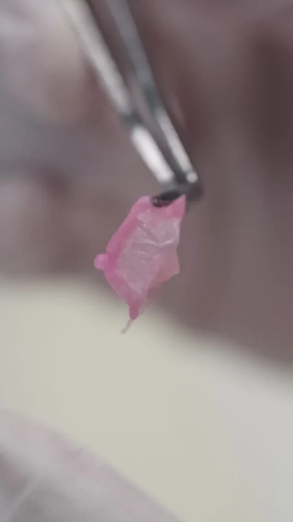3D Printed ASIAN human epidermal keratinocytes (For in-vitro) - Image 10