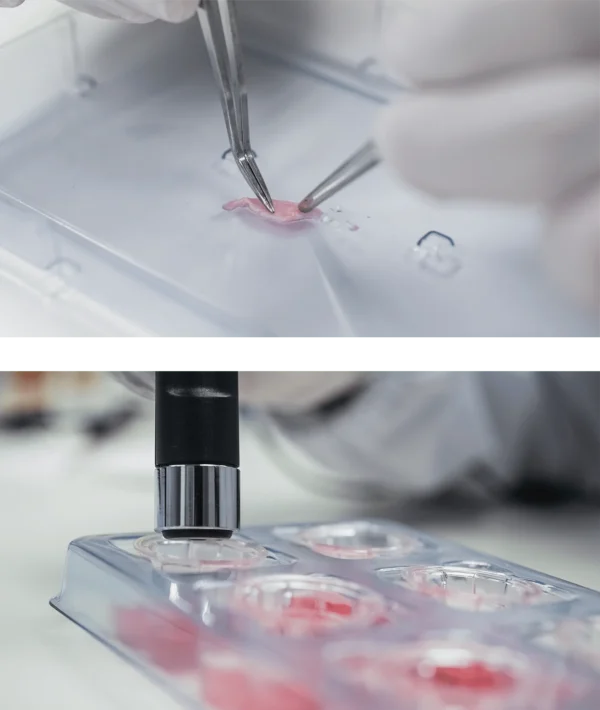 Keratinocyte Differentiation Media-suitable for 2D, 3D and co-cultures - Image 10