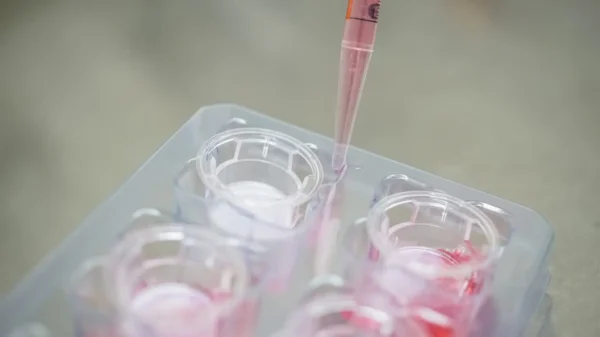 Keratinocyte Differentiation Media-suitable for 2D, 3D and co-cultures - Image 3