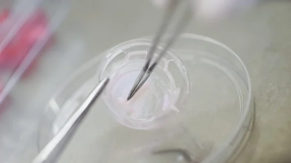 3D Printed ASIAN human epidermal keratinocytes (For in-vitro) - Image 2