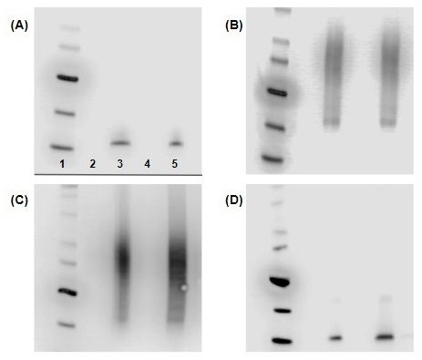 Exosome Marker Antibodies