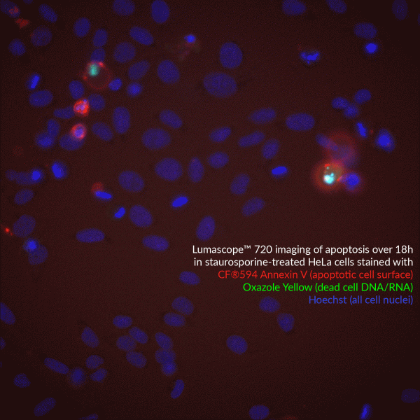 Oxazole Yellow, 1 mM in DMSO - Image 7
