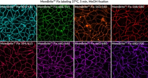MemBrite™ Fix Cell Surface Staining Kits - Image 4